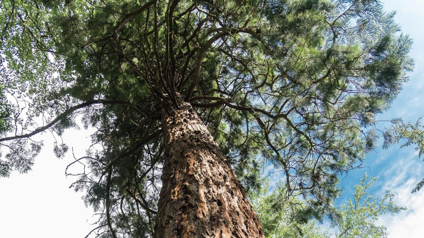 Redwood Specimen Tree