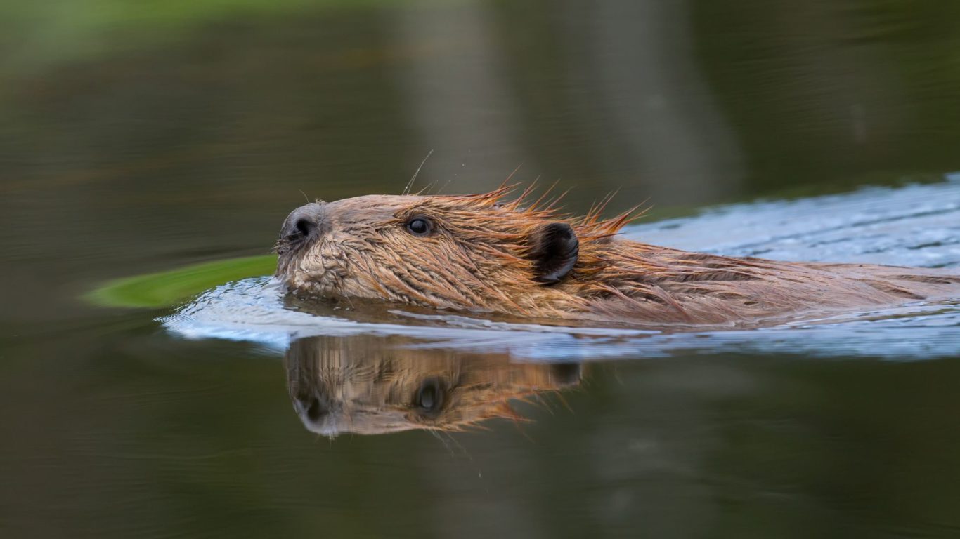 Beaver Safari