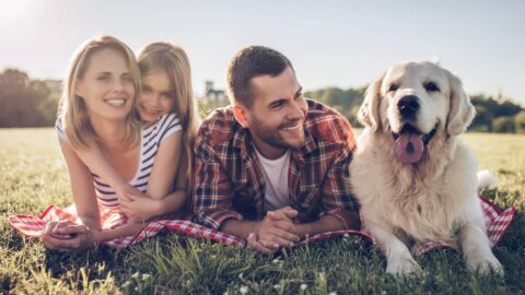 Dog Friendly Lodges