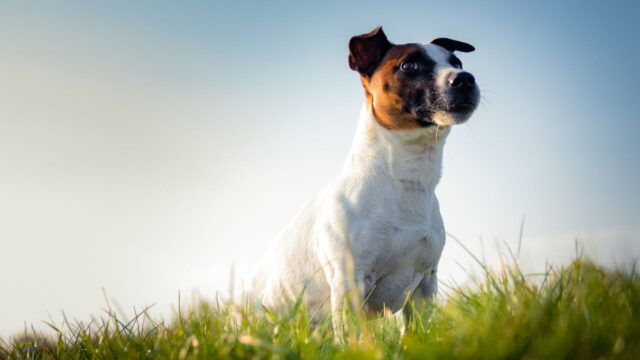 Pet Friendly Accommodation