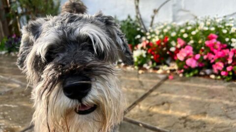 Dog Friendly Image Atholl Palace